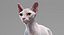 3D sphynx cat animations model