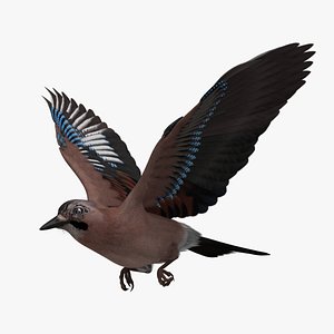 Garrulus Glandarius 'Eurasian Jay'