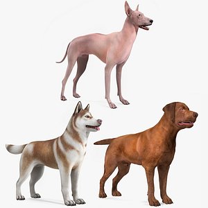 Large Dogs Rigged for Cinema 4D Collection