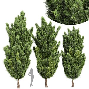 Italian Cypress High details Tree CORONA max