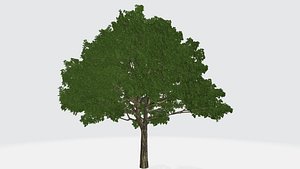 Medium-sized green tree 3D model