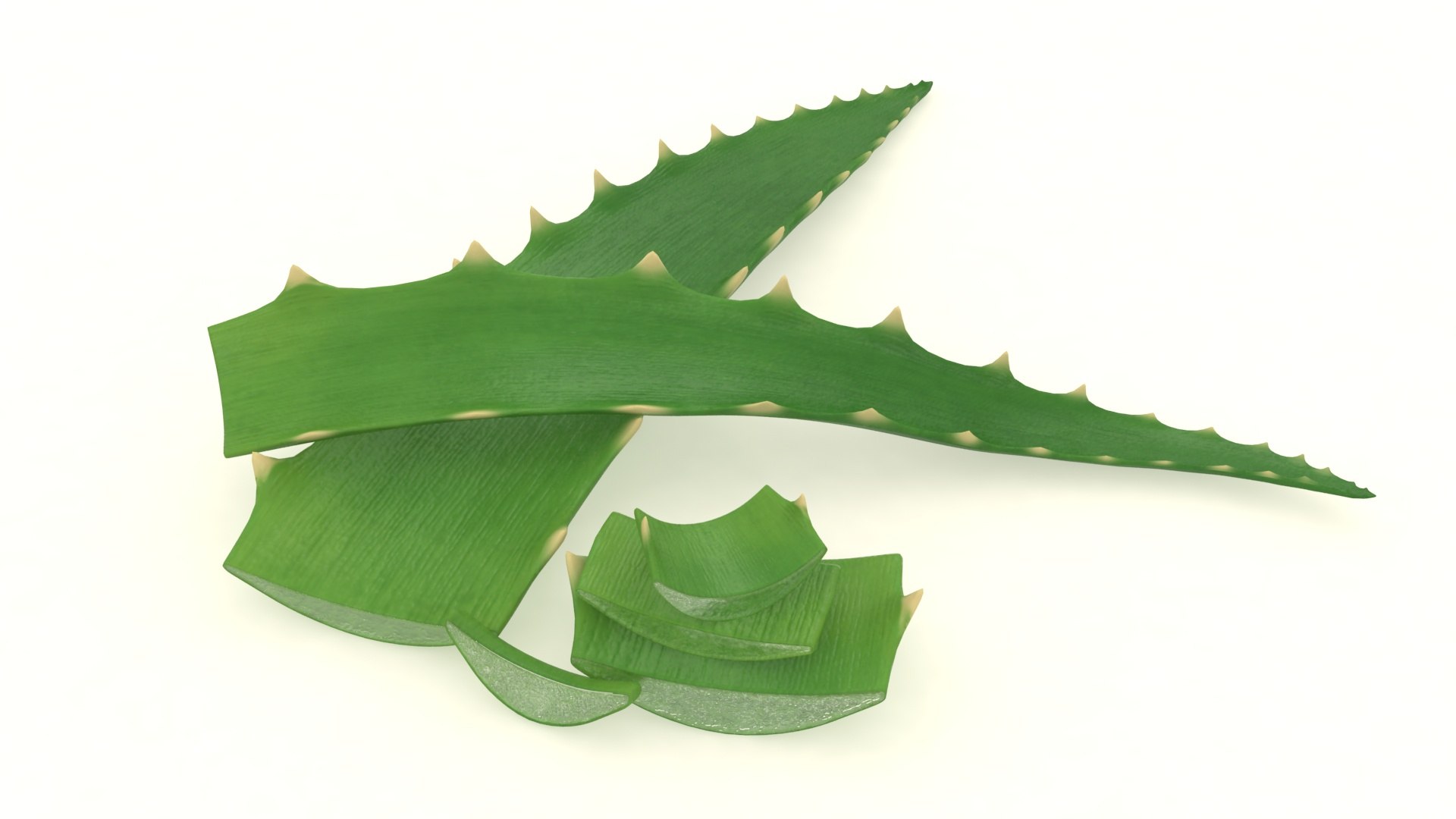 aloe plant vera 3D model https://p.turbosquid.com/ts-thumb/ty/XovRaJ/Ml/3/jpg/1618291227/1920x1080/fit_q87/4c1db9545599edf690d073af7794ba63cb92e2ab/3.jpg