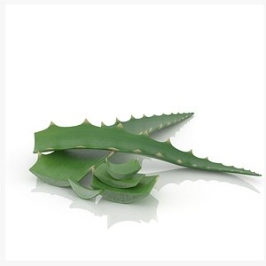 Aloe Vera leaf and slice health herb