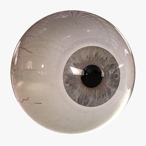 Human Eyeball 3D model - TurboSquid 1851889