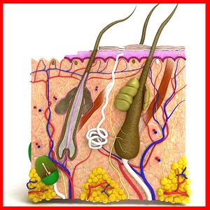 Skin and Hair Anatomy - High Detailed.