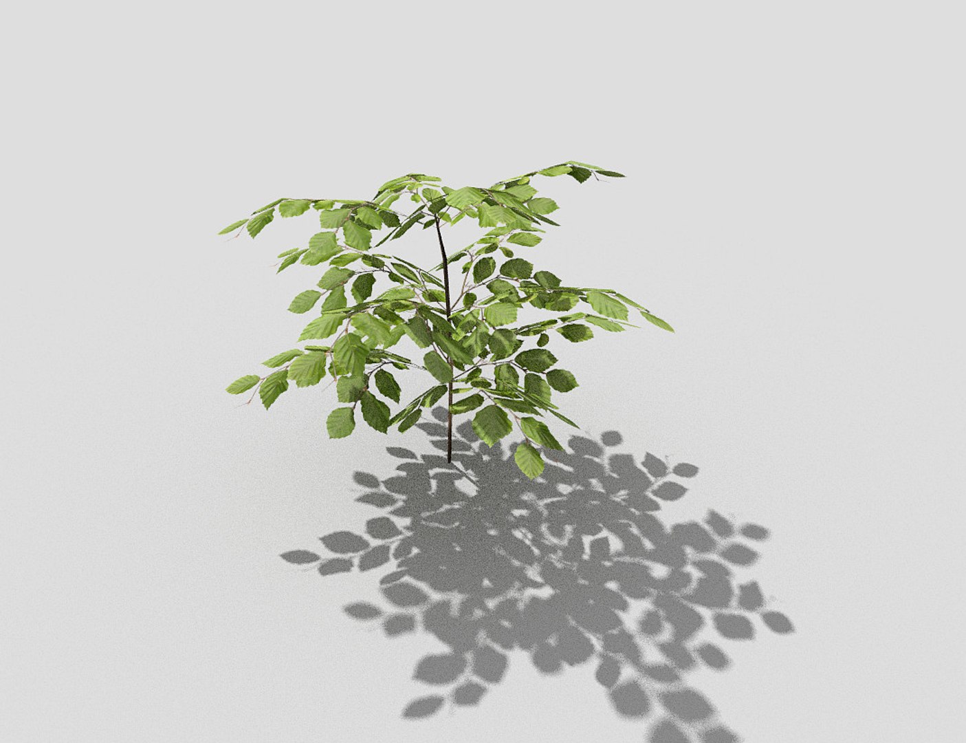 3d Model Of Plant