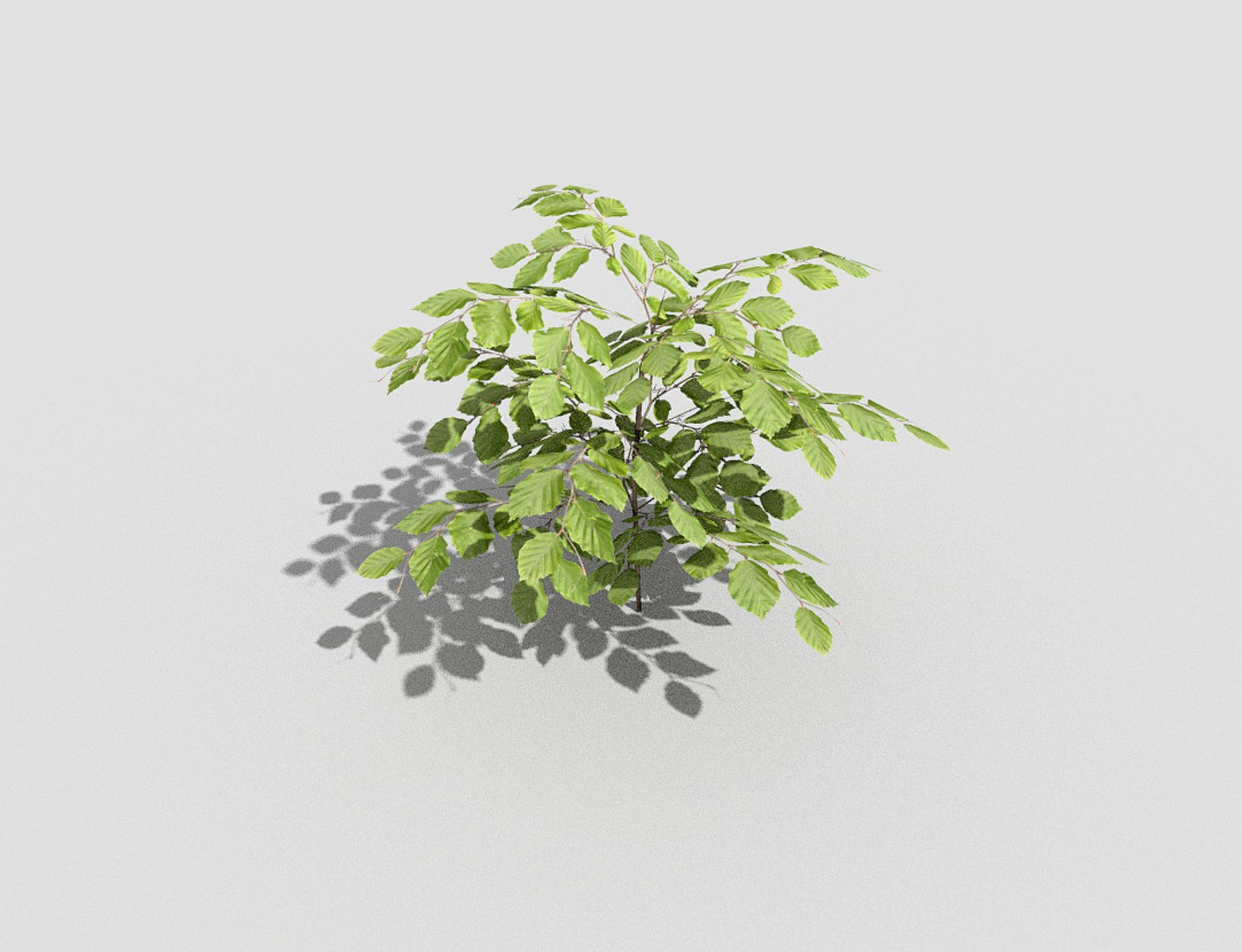 3d Model Of Plant