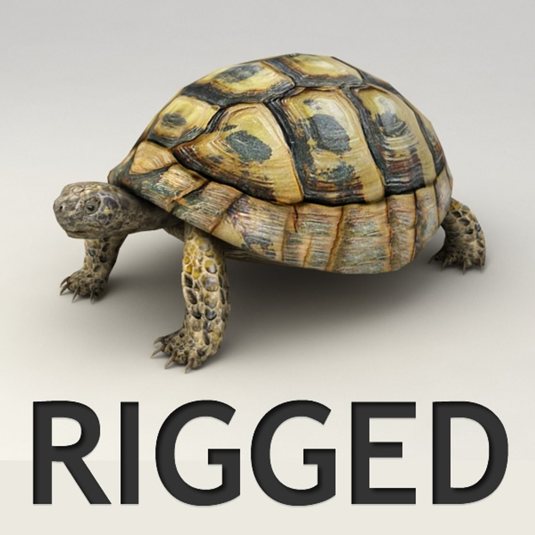 3d Turtle Rigged Biped