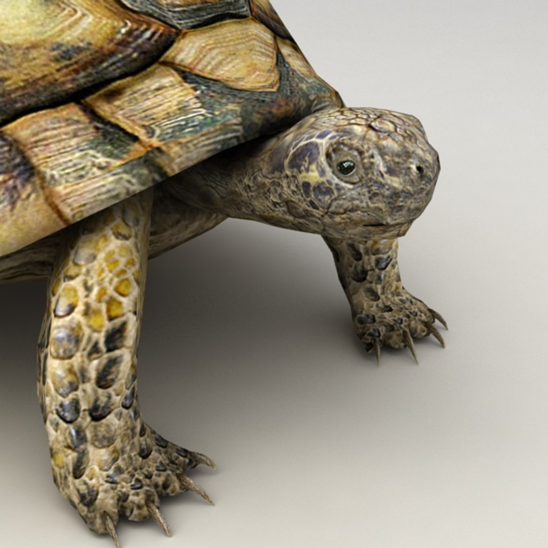 3d Turtle Rigged Biped