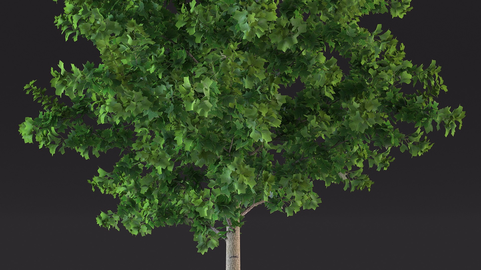 3D Realistic Young Poplar Tree Model - TurboSquid 2230549