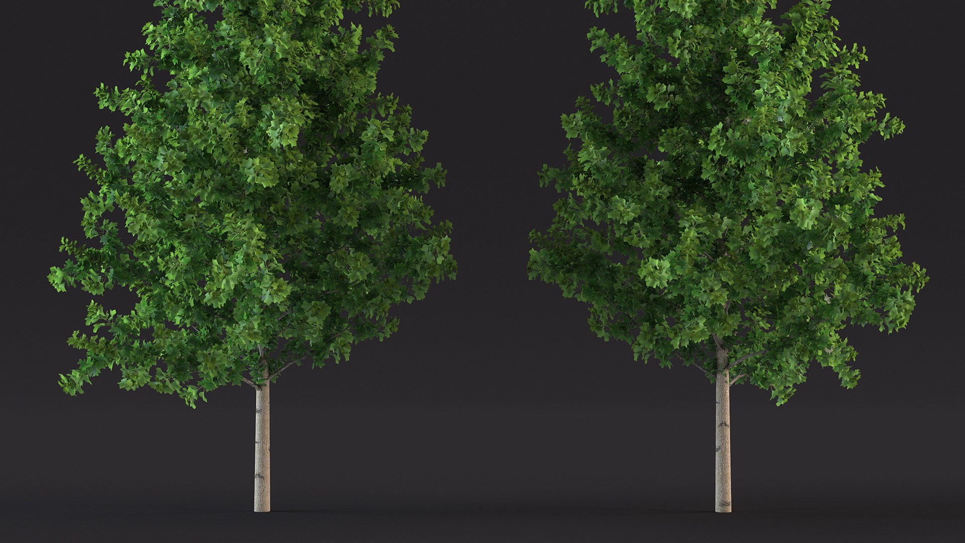 3D Realistic Young Poplar Tree Model - TurboSquid 2230549