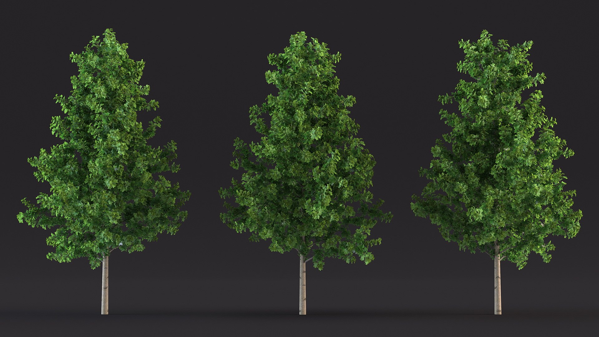 3D Realistic Young Poplar Tree Model - TurboSquid 2230549