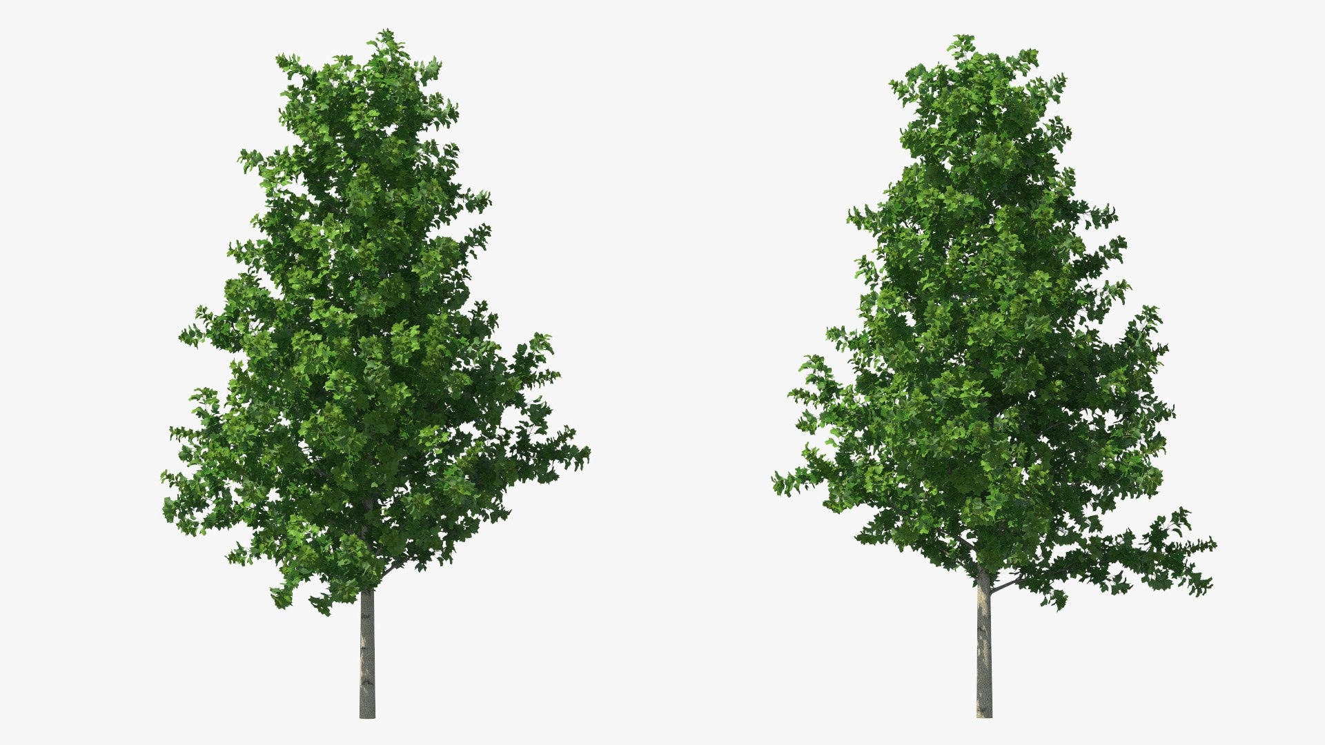3D Realistic Young Poplar Tree Model - TurboSquid 2230549