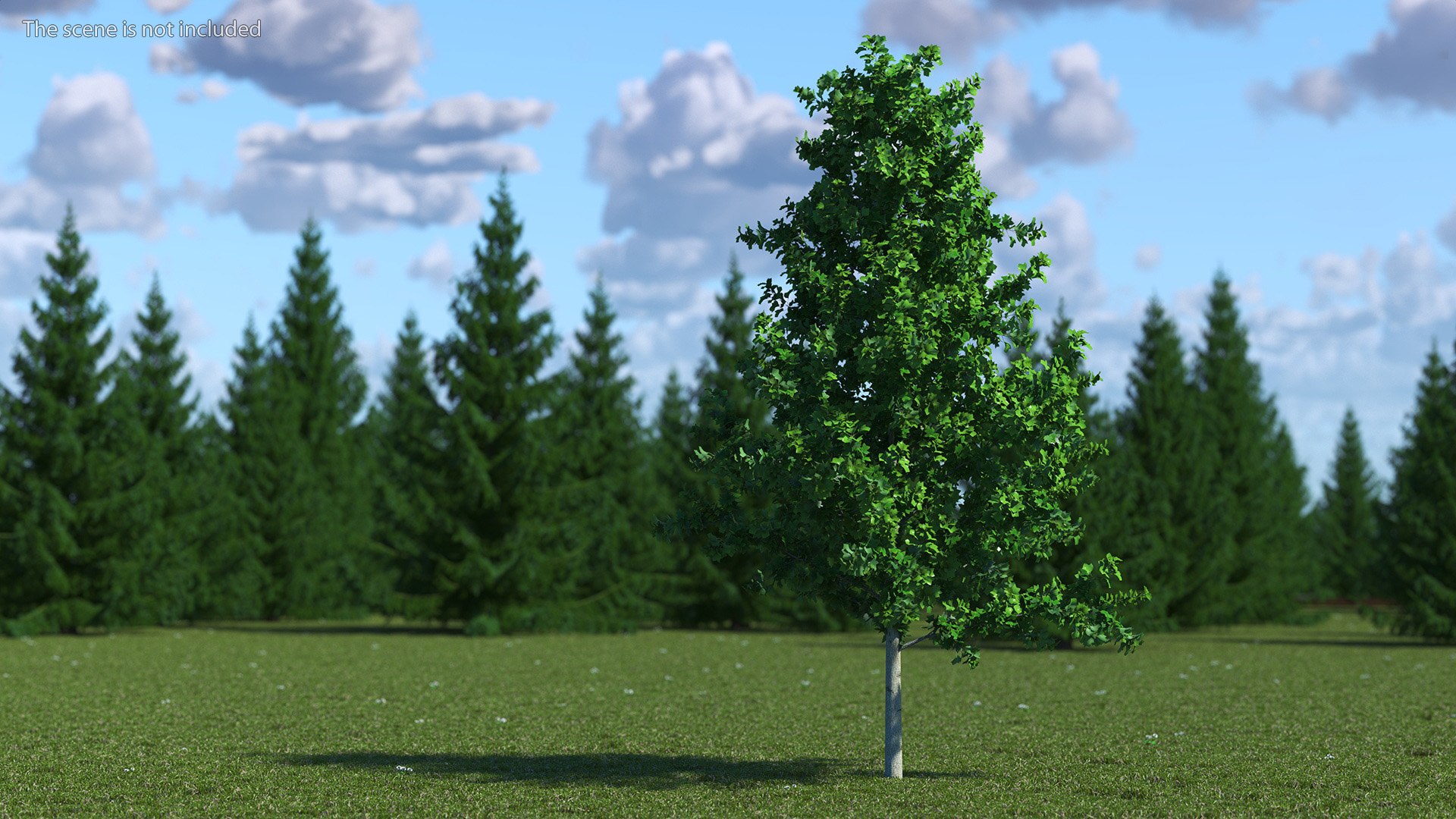 3D Realistic Young Poplar Tree Model - TurboSquid 2230549