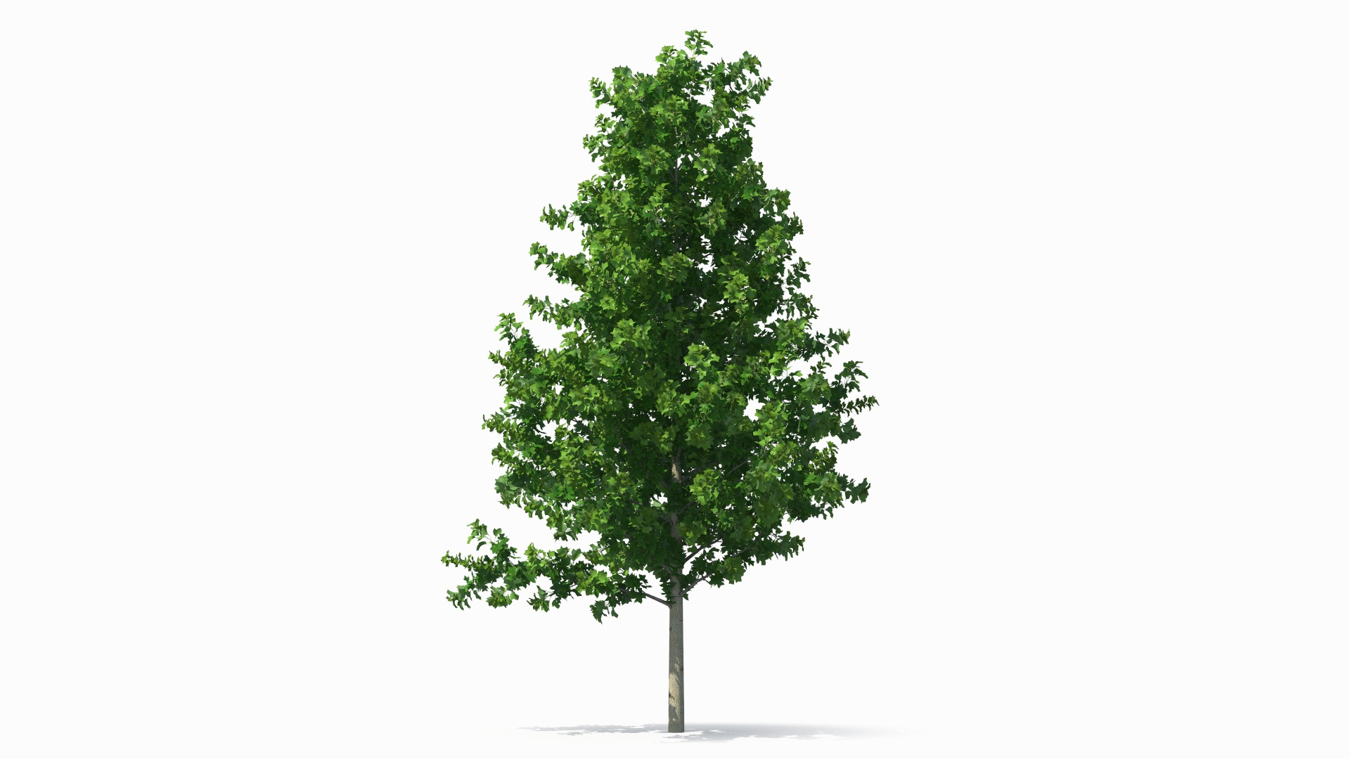 3D Realistic Young Poplar Tree Model - TurboSquid 2230549