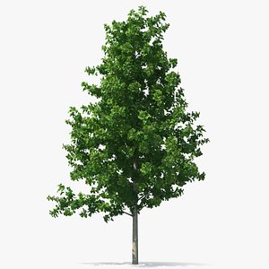 3D Realistic Young Poplar Tree model