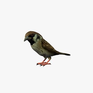 House Sparrow Walking