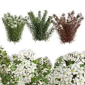 Tiny Wine Ninebark Shrub 3D model