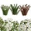 Tiny Wine Ninebark Shrub