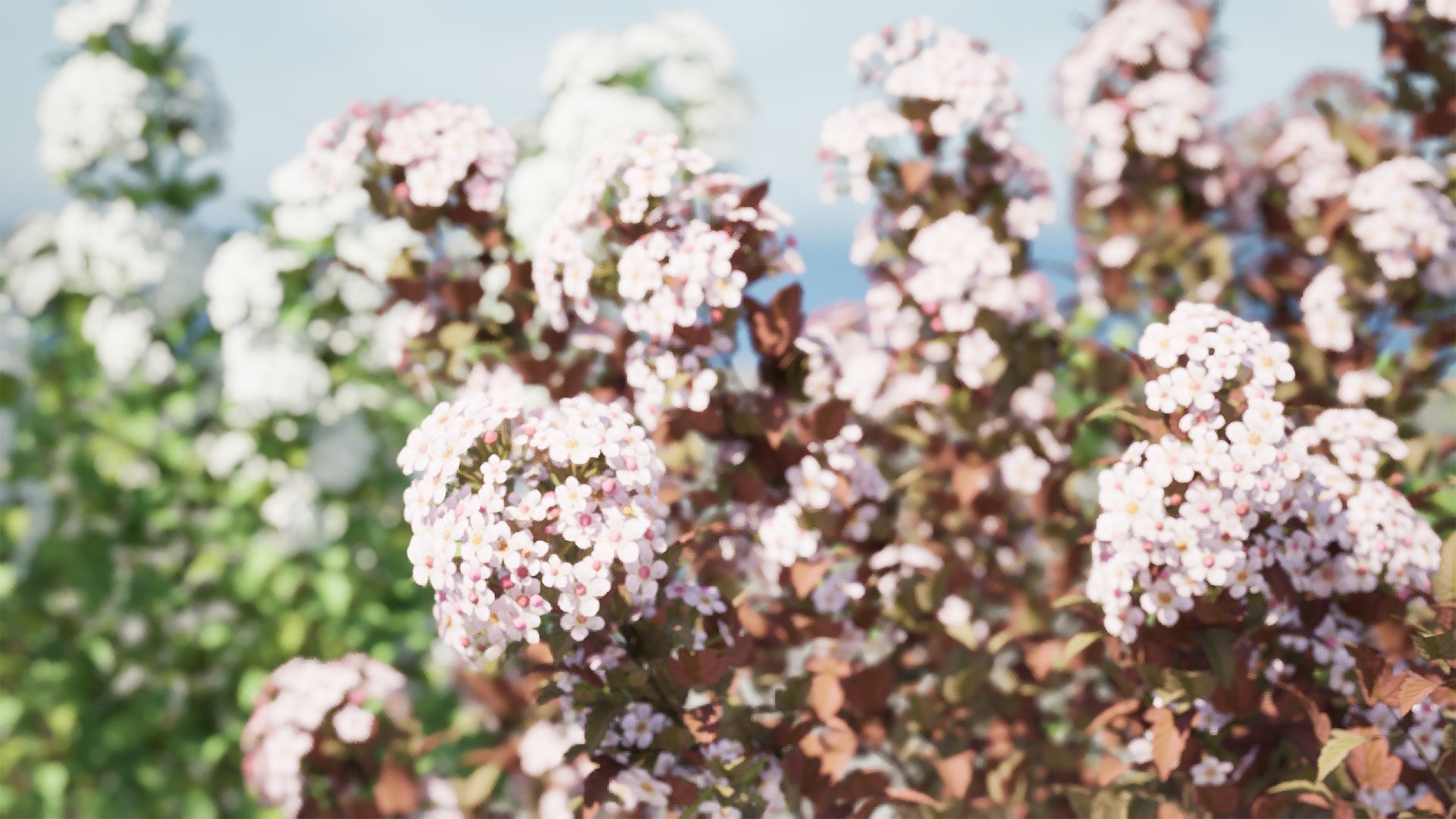Tiny Wine Ninebark Shrub 3D model https://p.turbosquid.com/ts-thumb/ty/qguXPA/2n/highresscreenshot00002/jpg/1719405490/1920x1080/fit_q87/c1a2ec4b319edef72739b242e60198e42d8bde9a/highresscreenshot00002.jpg