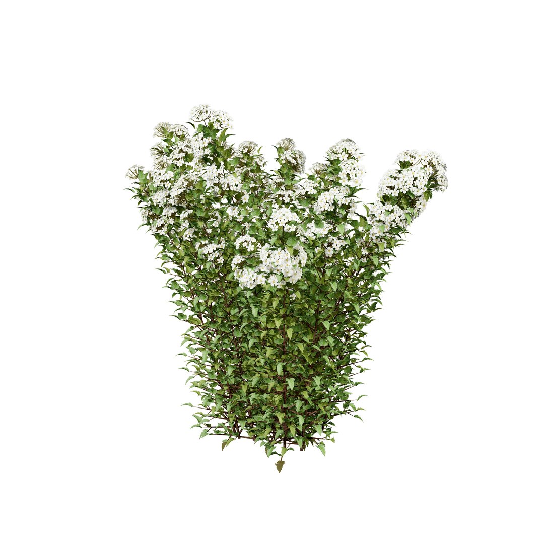 Tiny Wine Ninebark Shrub 3D model https://p.turbosquid.com/ts-thumb/ty/qguXPA/E8/green_flowering_shrub/jpg/1719405479/1920x1080/fit_q87/f7c864584d970c95e1d2aaffe42cc5ac14c19db6/green_flowering_shrub.jpg