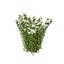 Tiny Wine Ninebark Shrub