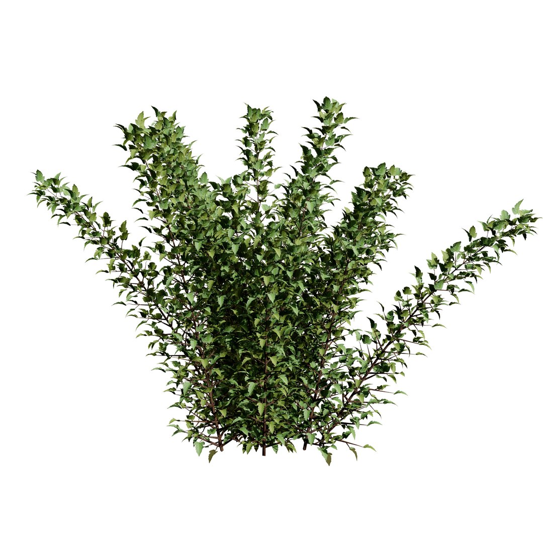 Tiny Wine Ninebark Shrub 3D model https://p.turbosquid.com/ts-thumb/ty/qguXPA/HD/green_shrub02/jpg/1719405488/1920x1080/fit_q87/0fd6e9e84f4370b927358ea1b928d8c8484dea7a/green_shrub02.jpg