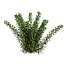 Tiny Wine Ninebark Shrub