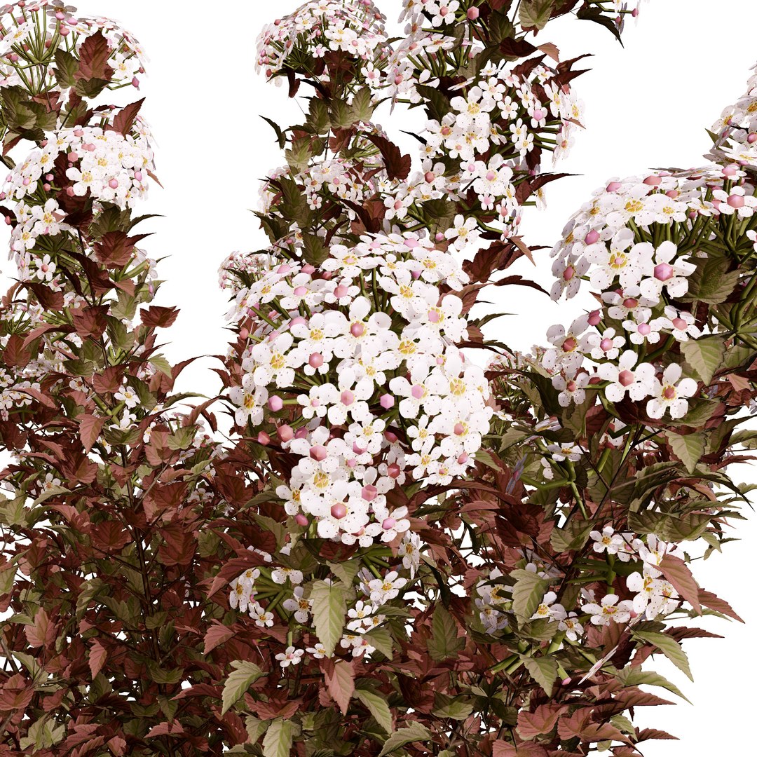 Tiny Wine Ninebark Shrub 3D model https://p.turbosquid.com/ts-thumb/ty/qguXPA/MD/purple_pink_flowering02/jpg/1719405518/1920x1080/fit_q87/f823fcef850b473ad87a4dcb5eae3bc580b0c6f1/purple_pink_flowering02.jpg