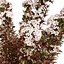 Tiny Wine Ninebark Shrub