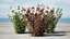 Tiny Wine Ninebark Shrub