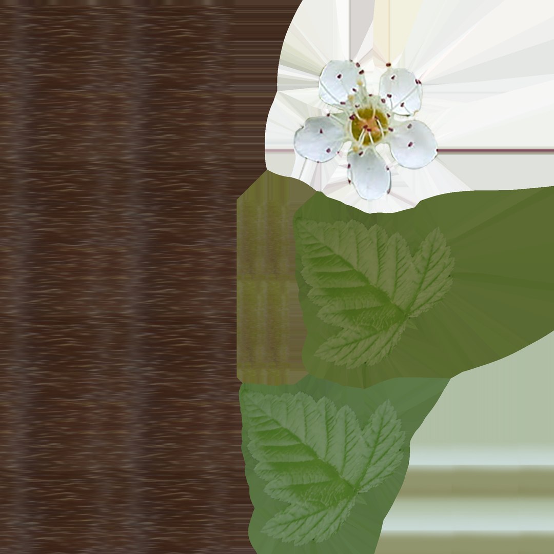 Tiny Wine Ninebark Shrub 3D model https://p.turbosquid.com/ts-thumb/ty/qguXPA/VO/uvgreen_flowering_shrub/png/1719405546/1920x1080/fit_q87/0e6ebbf4e4aac5ee2f20639a37d2405712828f25/uvgreen_flowering_shrub.jpg