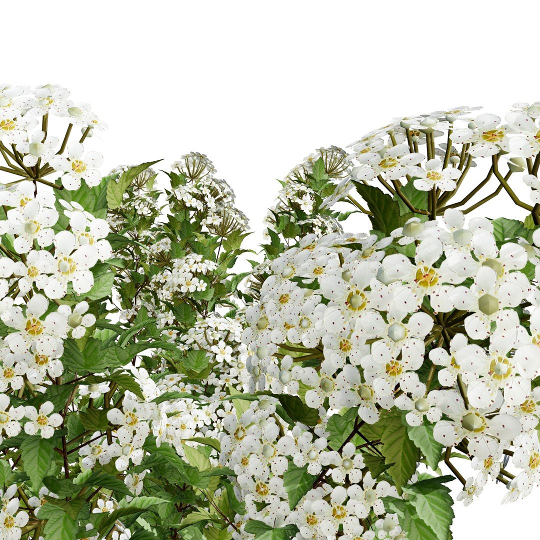 Tiny Wine Ninebark Shrub 3D model https://p.turbosquid.com/ts-thumb/ty/qguXPA/jc/green_flowering_shrub05/jpg/1719405483/1920x1080/fit_q87/100e24f4db4d1ba337b33d6b81bda1d28cf4a9d3/green_flowering_shrub05.jpg