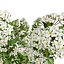 Tiny Wine Ninebark Shrub