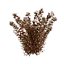 Tiny Wine Ninebark Shrub