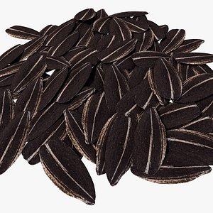 sunflowerseedv01 3D model