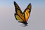 monarch butterfly animation 3d model