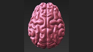 Brain