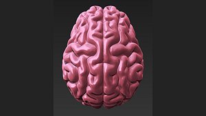 Brain