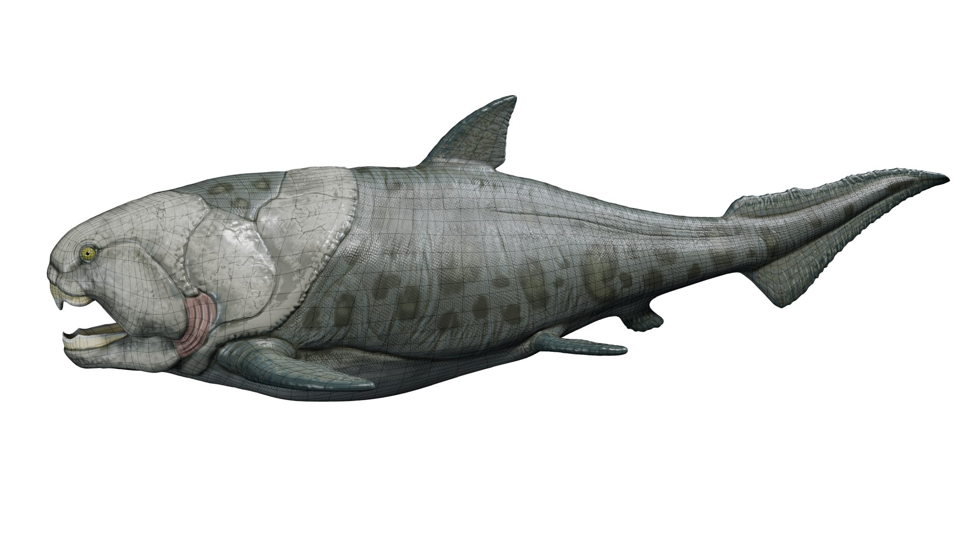 Dunkleosteus rigged 3D model https://p.turbosquid.com/ts-thumb/tz/VkE6Ti/1n/wire/png/1757561596/1920x1080/fit_q87/c382b6a9cfc93f6fffc0d96d87e064496d6854fd/wire.jpg