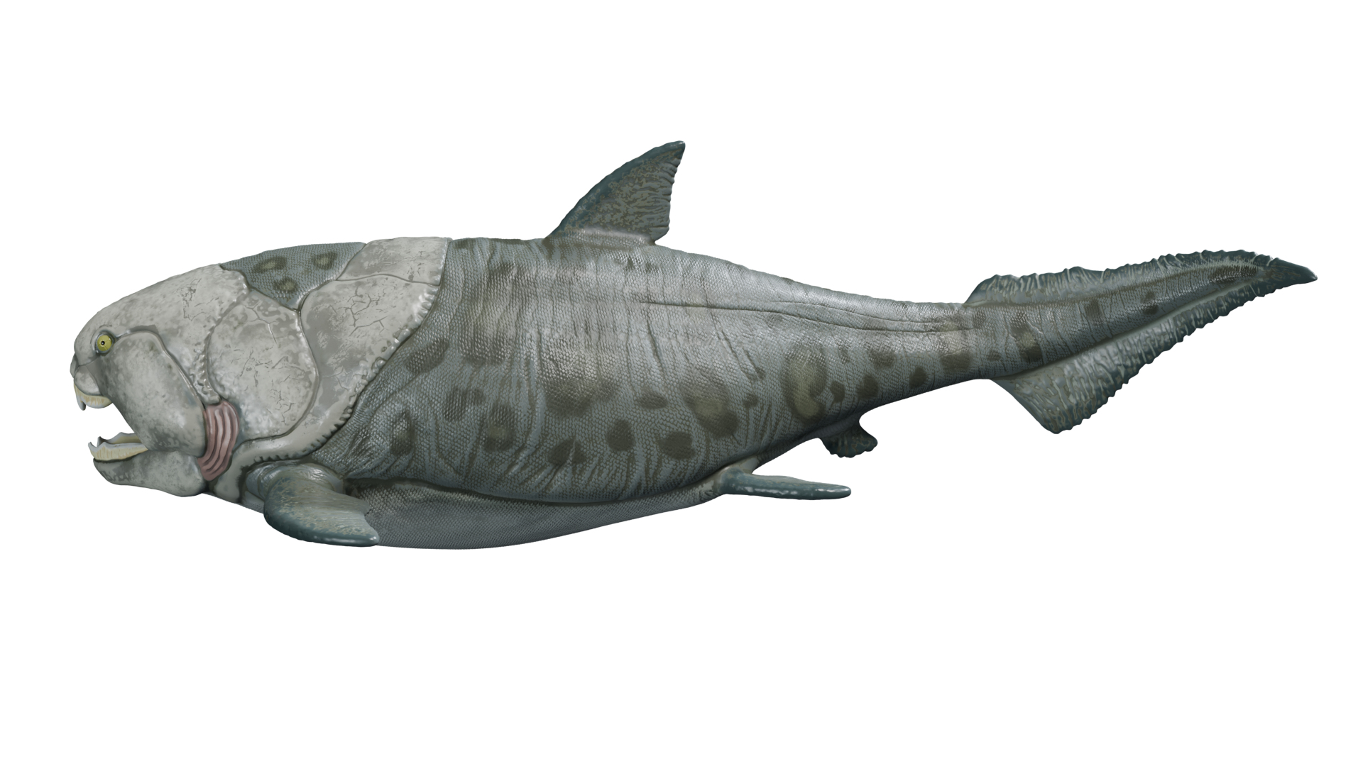 Dunkleosteus rigged 3D model https://p.turbosquid.com/ts-thumb/tz/VkE6Ti/2N/dunkleosteus/png/1757561316/1920x1080/turn_fit_q99/5fa31c2d151a06d8a6d875bcbef48069d62f90d7/dunkleosteus-1.jpg