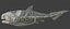 Dunkleosteus rigged