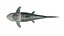 Dunkleosteus rigged