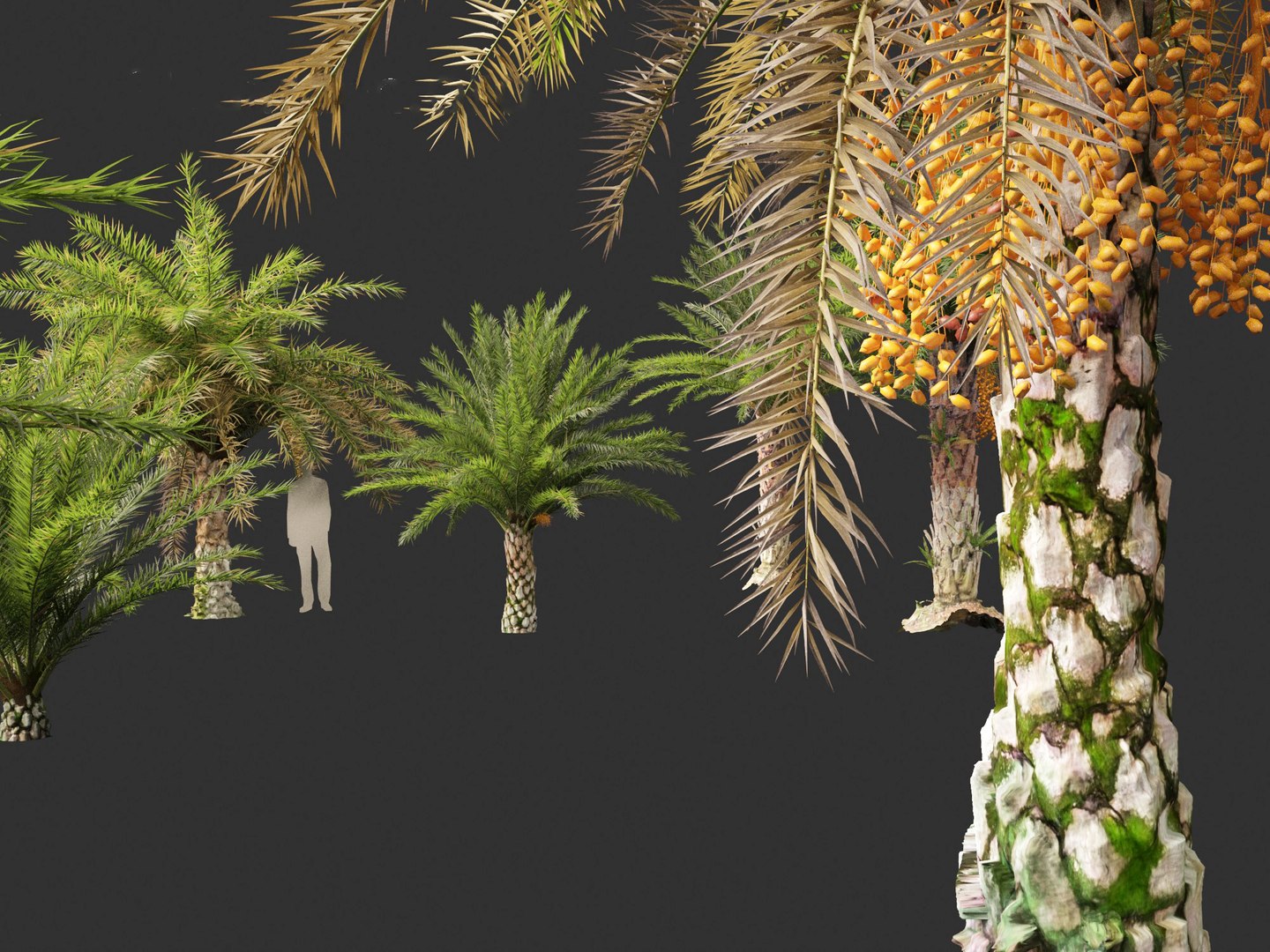 3D phoenix sylvestris  - Wild Date Palm model https://p.turbosquid.com/ts-thumb/tz/aHMonu/0U/phoenixsylvestris0112/jpg/1696004924/1920x1080/fit_q87/257d30240059bfc4689f0a937169961a6529f495/phoenixsylvestris0112.jpg