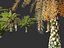 Phoenix sylvestris - Palmera datilera silvestre