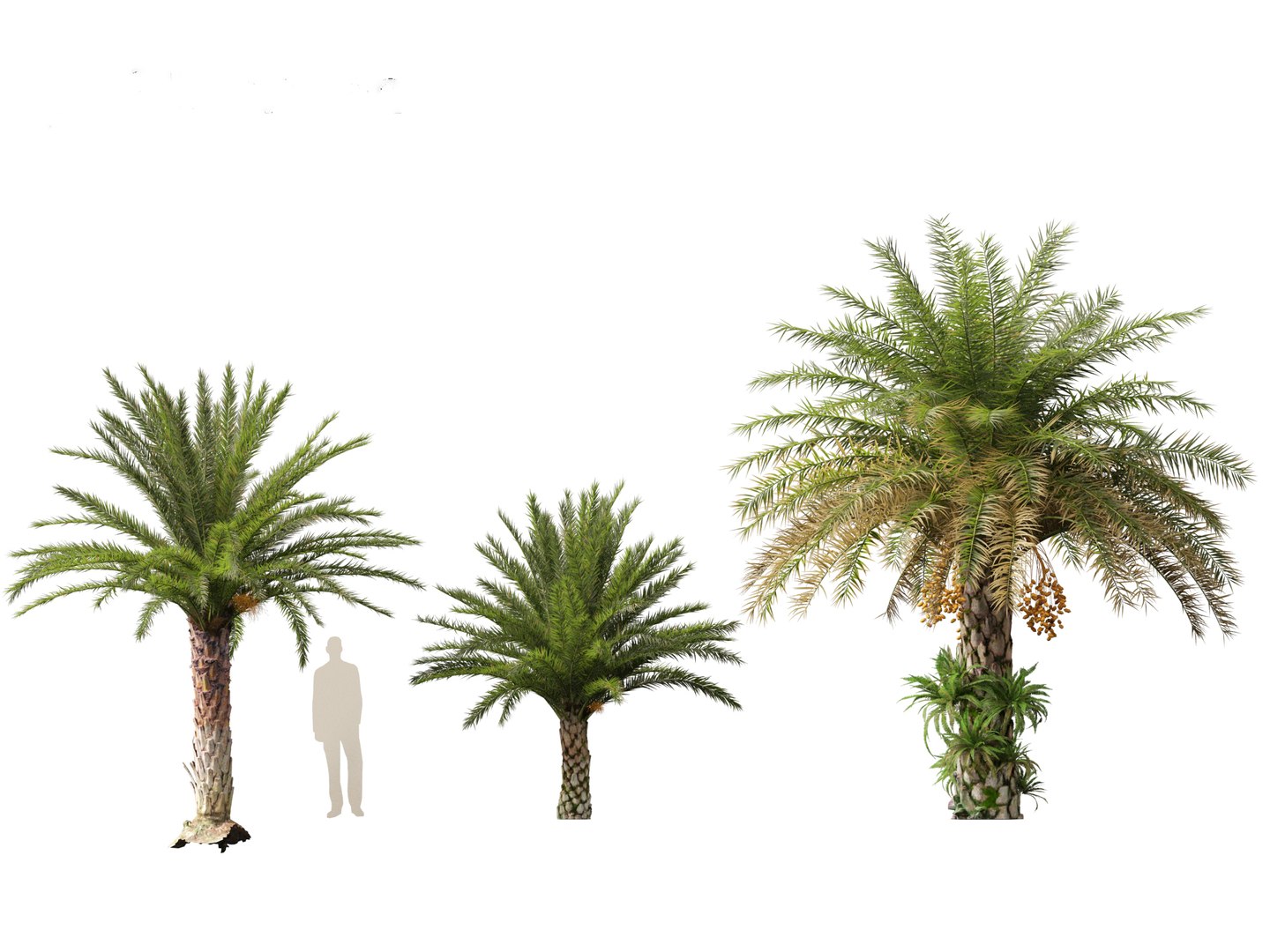 3D phoenix sylvestris  - Wild Date Palm model https://p.turbosquid.com/ts-thumb/tz/aHMonu/5Y/phoenixsylvestris017/jpg/1696004910/1920x1080/fit_q87/9bb3f9ac17b669a5f1da5538237d99cb963e28f8/phoenixsylvestris017.jpg
