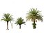 Phoenix sylvestris - Palmera datilera silvestre