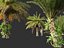 Phoenix sylvestris - Palmera datilera silvestre