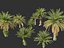 Phoenix sylvestris - Palmera datilera silvestre