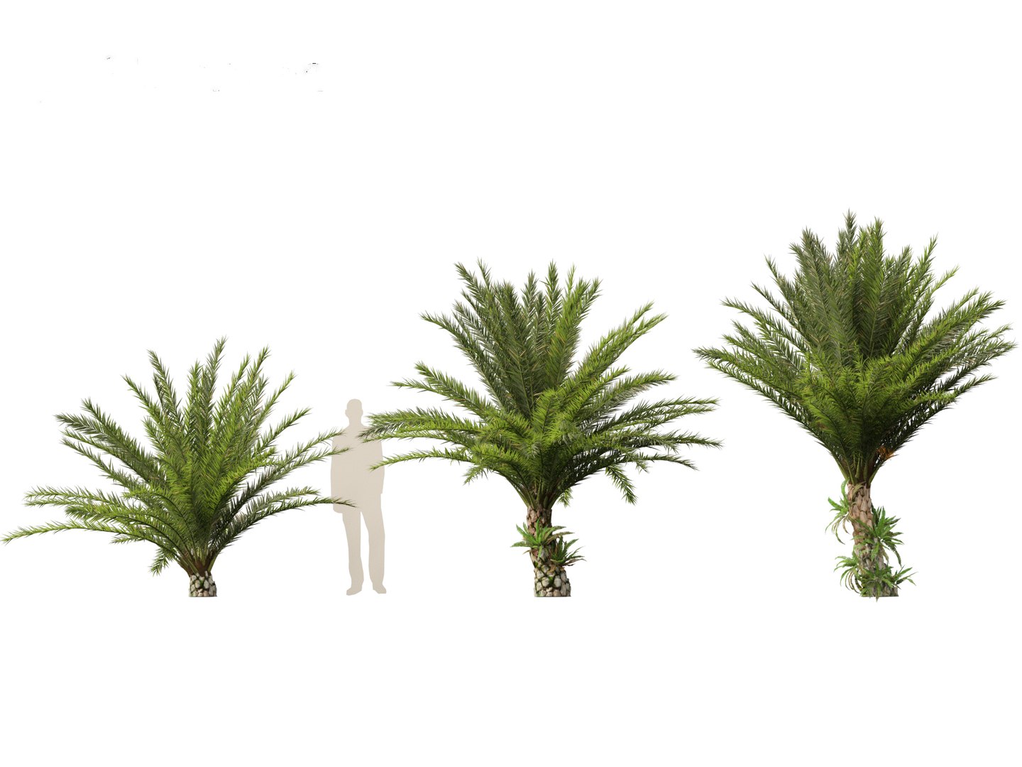 3D phoenix sylvestris  - Wild Date Palm model https://p.turbosquid.com/ts-thumb/tz/aHMonu/87/phoenixsylvestris013/jpg/1696004898/1920x1080/fit_q87/2090e8c395930b6f088c9c287231fa7f3cde5386/phoenixsylvestris013.jpg